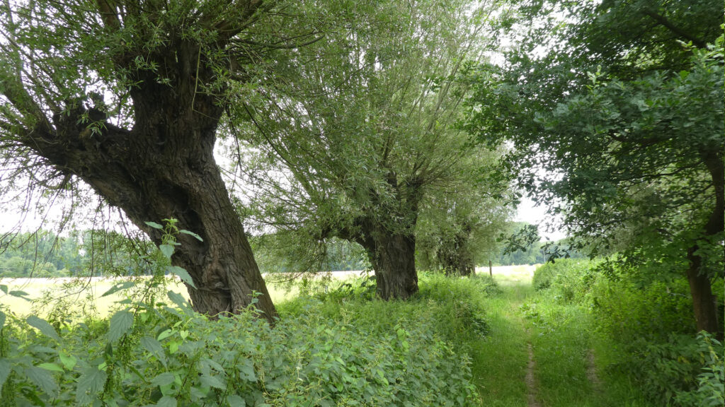 Urdenbacher Kämpe am Rhein – Wanderung Kämpen