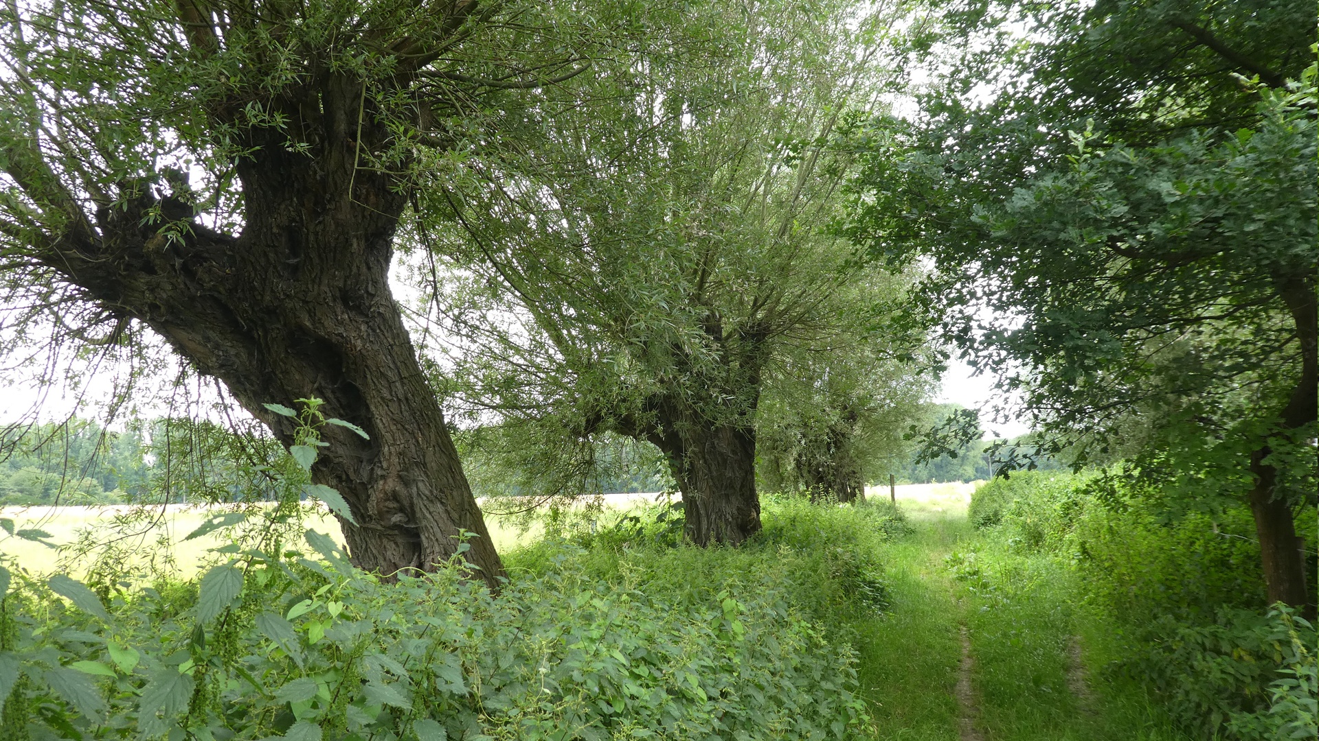 Urdenbacher Kämpe am Rhein – Wanderung Kämpen